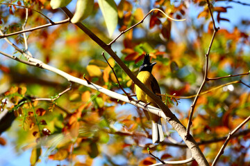 Black-crested Bulbul is on a branch
