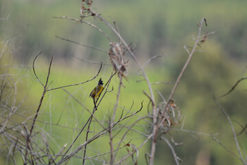 Black-crested Bulbul is on a branch
