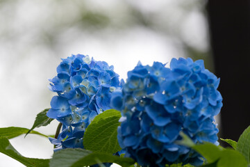 公園に咲く紫陽花　東京都葛飾区　日本