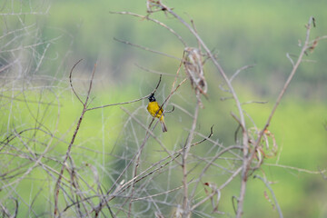 Black-crested Bulbul is on a branch
