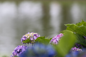 公園に咲く紫陽花　東京都葛飾区　日本