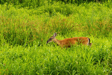 Whitetail Deer Sticks Out Tongue While Grazing in Wetland Meadow.