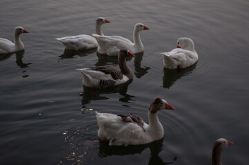 swans on the lake