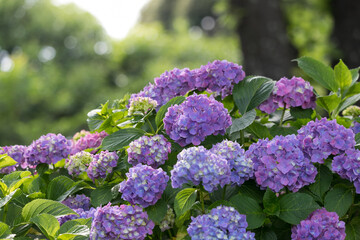 公園に咲く紫陽花　東京都葛飾区　日本