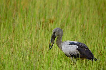 Anastomus oscitans is on a grass
