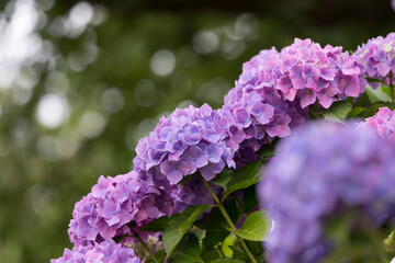 公園に咲く紫陽花　東京都葛飾区　日本