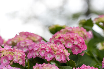 公園に咲く紫陽花　東京都葛飾区　日本