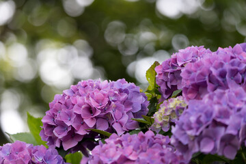Fototapeta premium 公園に咲く紫陽花 東京都葛飾区 日本