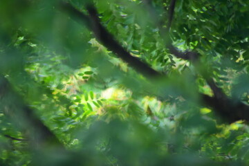 Obraz na płótnie Canvas rain in the forest