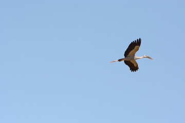 Anastomus oscitans is flying on the sky 
