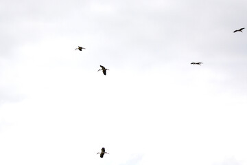 Anastomus oscitans is flying on the sky 