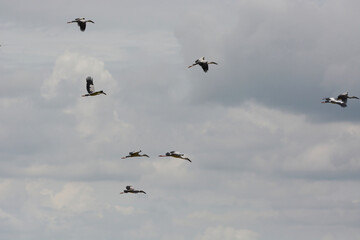 Anastomus oscitans is flying on a sky