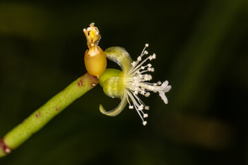 Mistletoe Cactus Flower (Rhipsalis baccifera)