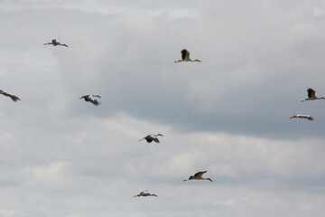 Anastomus oscitans is flying on a sky