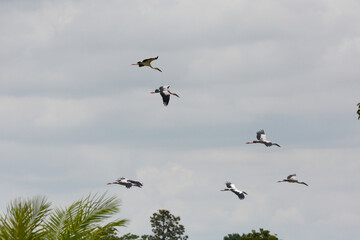 Anastomus oscitans is flying on a sky