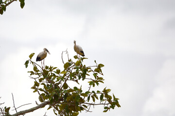 Anastomus oscitans is on a branch