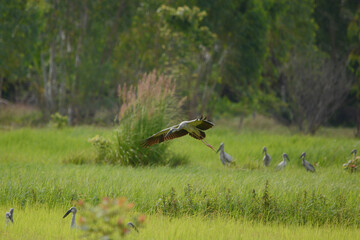 Anastomus oscitans is flying