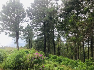 trees in the park viwe point 