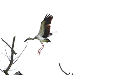Anastomus oscitans is flying