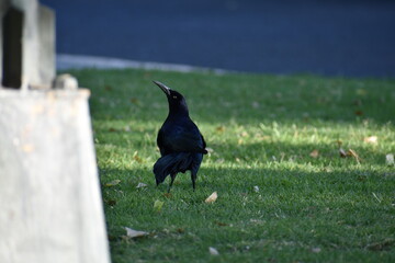 Fototapeta premium Crow III.