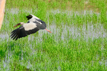 Anastomus oscitans is landing 