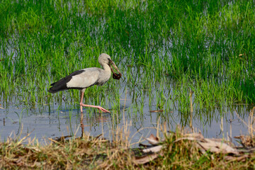 Anastomus oscitans is on a grass