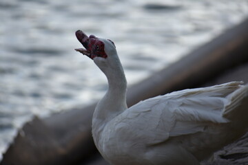 Duck I. © IvanAlejandro