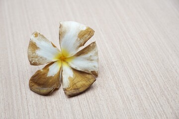 dry plumeria flower on wooden floor