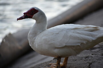 Duck II.