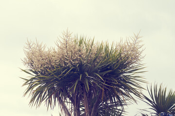 Palmier fleuri au printemps .