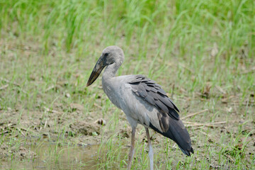 Anastomus oscitans is on a grass