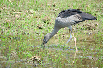 Anastomus oscitans is on a water and get some eat in a water