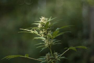 close up of marijuana