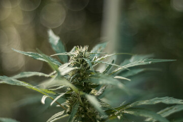 close up of a thistle