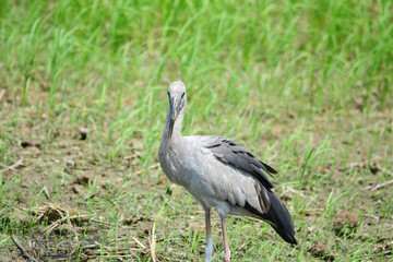 Anastomus oscitans is on a grass