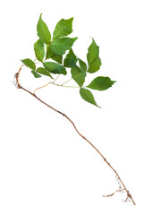 Leaves and root of poison ivy (Toxicodendron radicans) isolated on white background