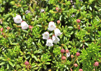 ツガザクラ（栂桜、学名:Phyllodoce nipponica...