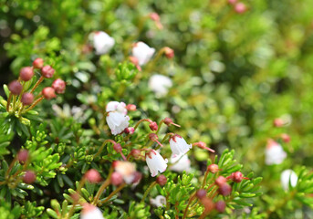 ツガザクラ（栂桜、学名:Phyllodoce nipponica...