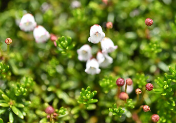 ツガザクラ（栂桜、学名:Phyllodoce nipponica Makino）はツツジ科ツガザクラ属の常緑小低木。日本の固有種で、本州（福島県から鳥取県）および四国（愛媛県）に分布し[1]、高山の岩場に生育する。茎は地面を這い、上部が斜上し、高さは10-20cmになる。葉は密に互生し、線形で、長さ4-7mm、幅1.5mmになり、縁にはまばらな微鋸歯がある。花期は7-8月。