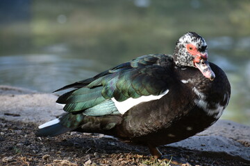 Duck XI. © IvanAlejandro