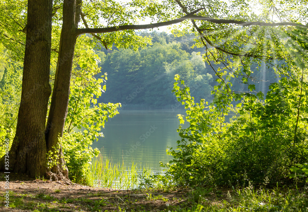 Wall mural a lonely forest lake in nice summer weather, on its shore there are bushes and trees.