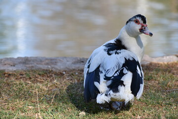Duck VIII. © IvanAlejandro