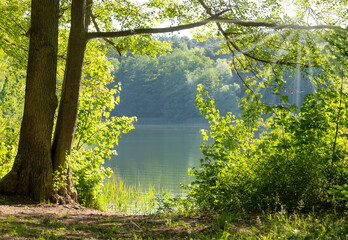 A lonely forest lake in nice summer weather, on its shore there are bushes and trees.