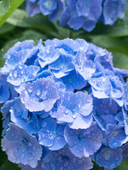 雨上がりのアジサイの花