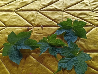 leaves shaped like fingers on a yellow background
