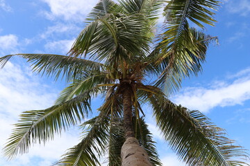 Fototapeta premium Coconut palm trees against a bright blue sky.