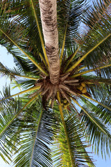 Fototapeta na wymiar Coconut palm trees against a bright blue sky.