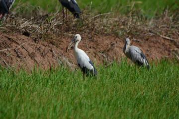 Anastomus oscitans is on a grass