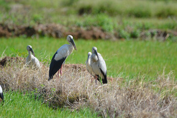 Obraz premium Anastomus oscitans is on a grass
