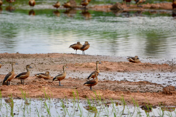 flock Lesser Whistling Duck  is on the ground